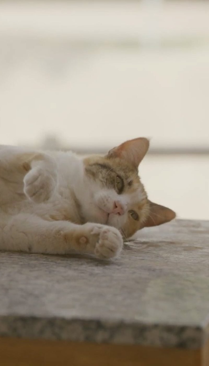 Alicia Villa trabajando en un proyecto de edición profesional con Adobe Premiere en su estación de trabajo.